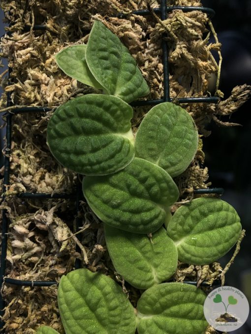 Rare Rhaphidophora Versteegii