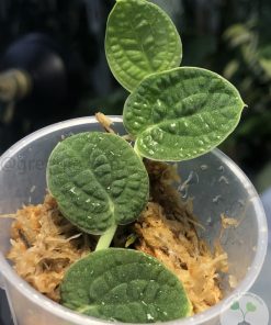 Rare Rhaphidophora Versteegii