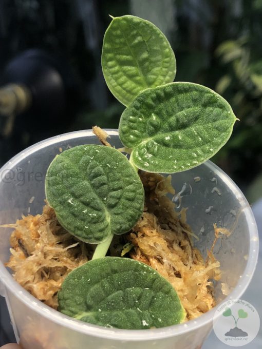 Rare Rhaphidophora Versteegii