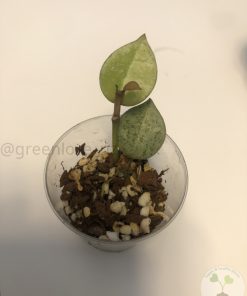 Hoya krohniana 'Eskimo'