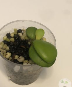 Hoya heuschkeliana (Yellow flower)