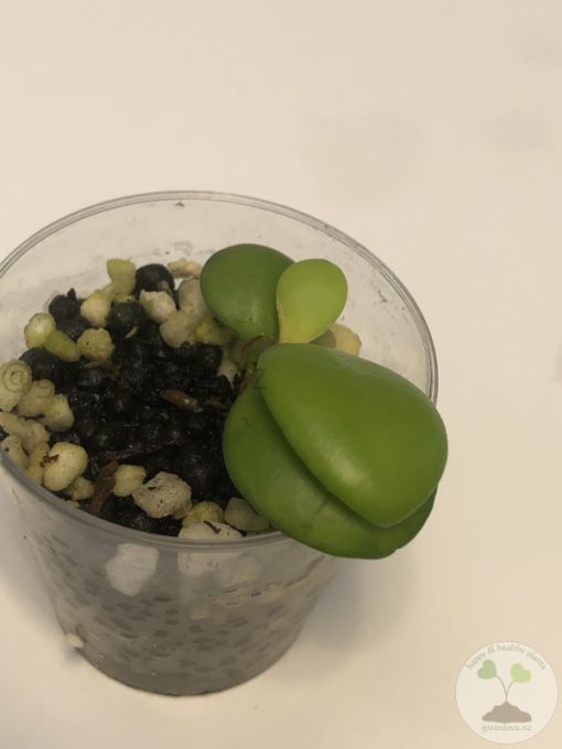 Hoya heuschkeliana (Yellow flower)