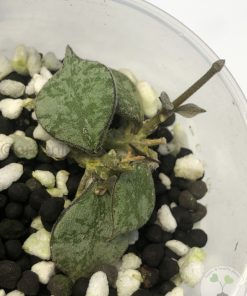 Hoya curtisii silver