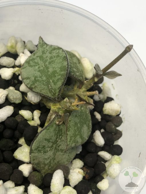 Hoya curtisii silver