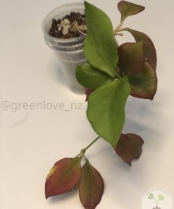 Hoya anulata