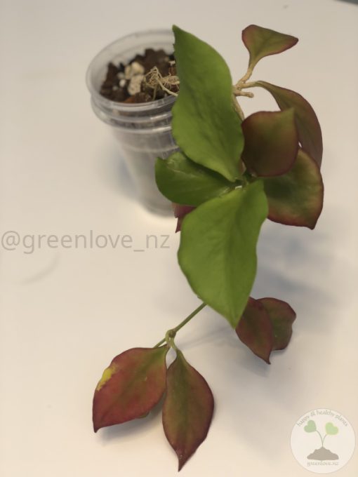 Hoya anulata
