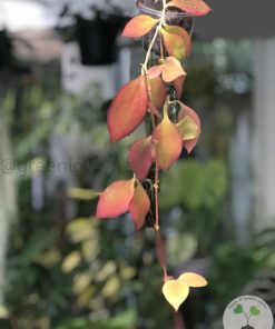Hoya anulata