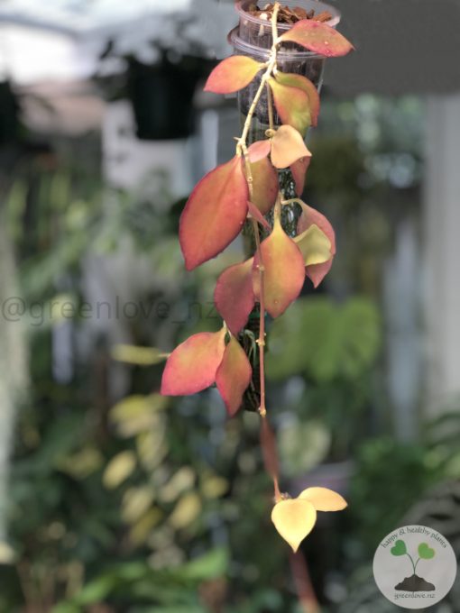 Hoya anulata
