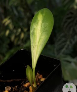 Hoya incrassata 'Moonshadow'