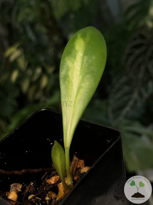 Hoya incrassata 'Moonshadow'