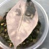 Alocasia Amazonica Pink Variegated
