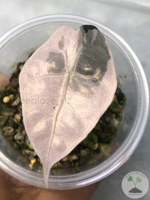 Alocasia Amazonica Pink Variegated