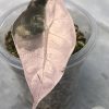 Alocasia Amazonica Pink Variegated
