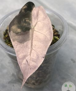 IMG_9898 Alocasia Amazonica Pink Variegated