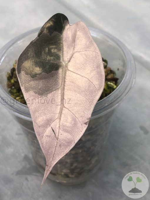 Alocasia Amazonica Pink Variegated