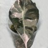 Alocasia Amazonica Pink Variegated