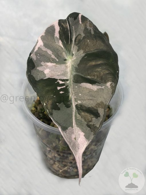 Alocasia Amazonica Pink Variegated