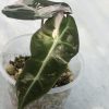 Alocasia Amazonica Pink Variegated