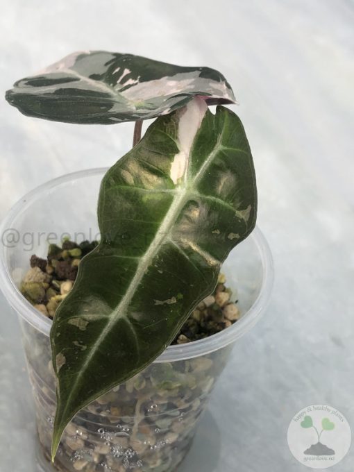 Alocasia Amazonica Pink Variegated