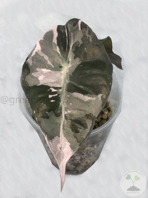 Alocasia Amazonica Pink Variegated