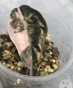 IMG_9911 Alocasia Amazonica Pink Variegated