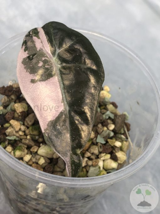 Alocasia Amazonica Pink Variegated