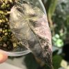 Alocasia Amazonica Pink Variegated