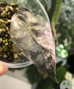 IMG_9915 Alocasia Amazonica Pink Variegated