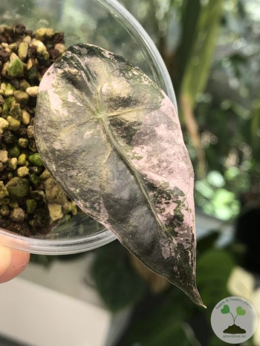 Alocasia Amazonica Pink Variegated
