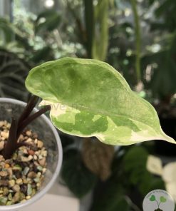 Alocasia Black Stem variegated - A
