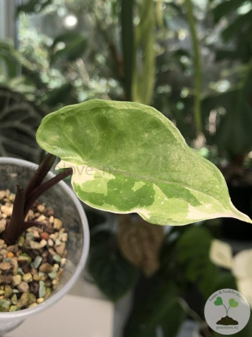 Alocasia Black Stem variegated - A