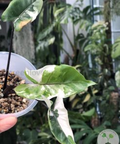Alocasia Black Stem variegated - B
