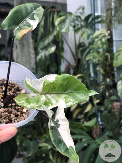 Alocasia Black Stem variegated - B