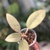 Hoya Silver dollar MB1405-AG