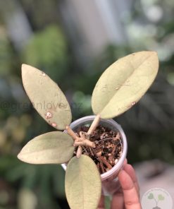 Hoya Silver dollar MB1405-AG