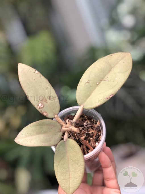 Hoya Silver dollar MB1405-AG
