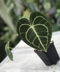 Anthurium Clarinervium