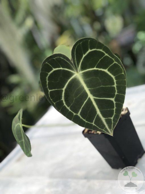 Anthurium Clarinervium
