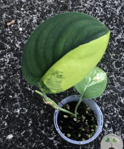 Scindapsus Jade Satin variegata - A