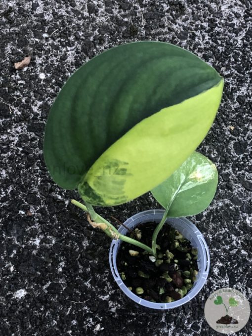 Scindapsus Jade Satin variegata - A