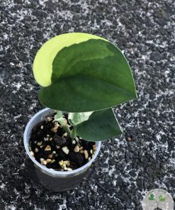 Scindapsus Jade Satin variegata - B