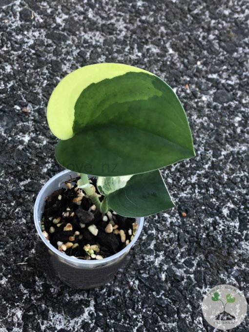 Scindapsus Jade Satin variegata - B