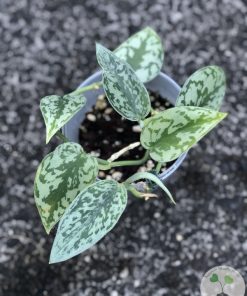 Scindapsus Silver lady