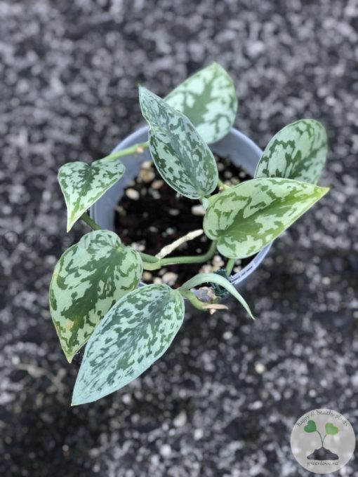 Scindapsus Silver lady