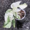 Variegated Minima