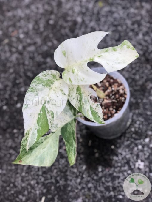 Variegated Minima
