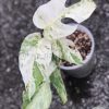 Variegated Minima