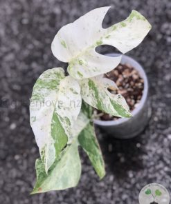 IMG_9988(1) Variegated Minima