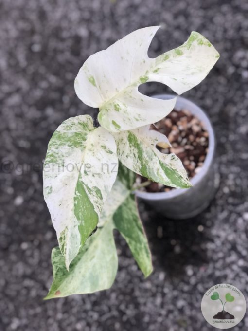 Variegated Minima