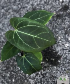 Anthurium Dressleri X Besseae